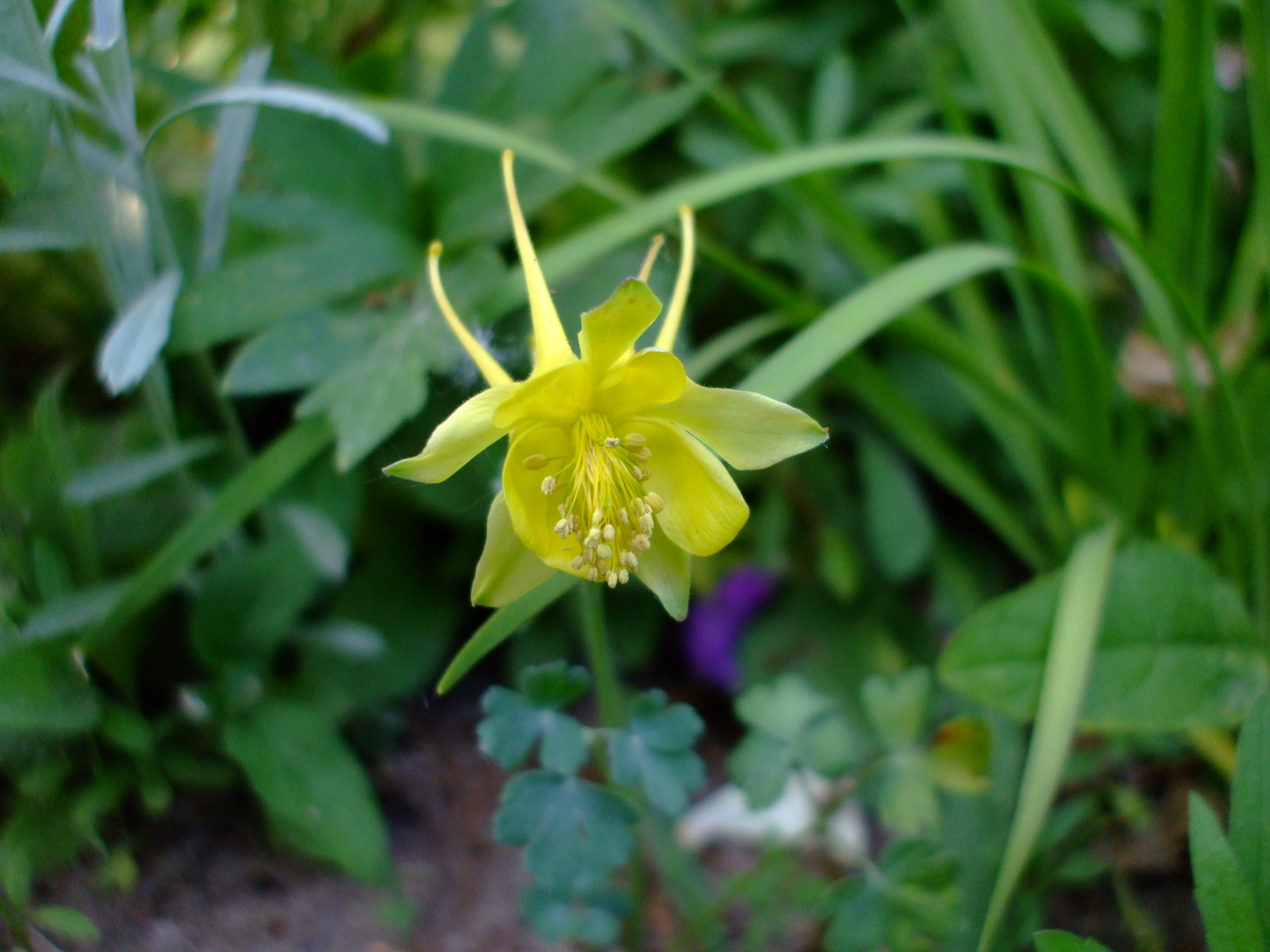 Aquilegia chrysantha